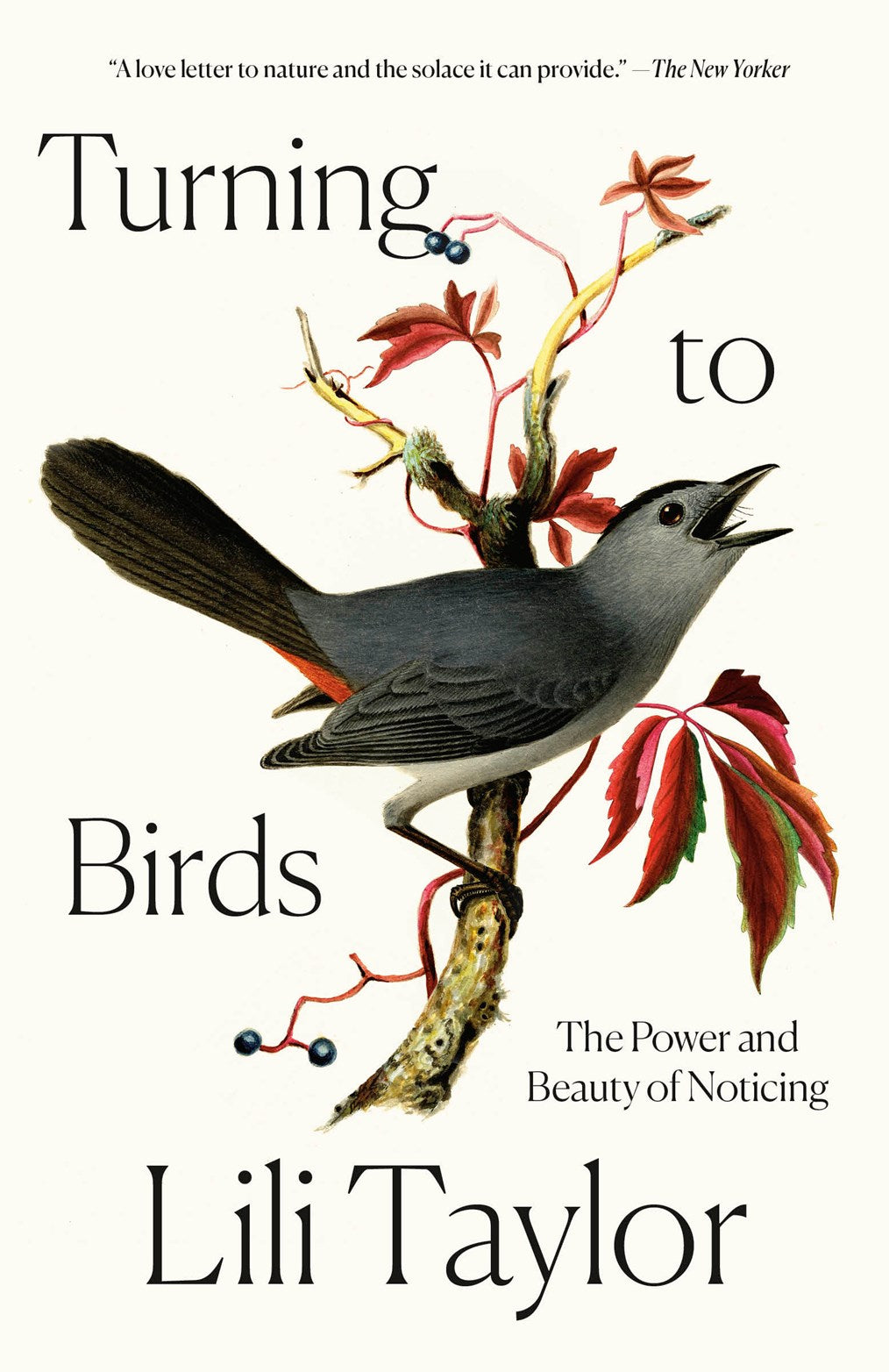 Turning to Birds:The Power and Beauty of Noticing