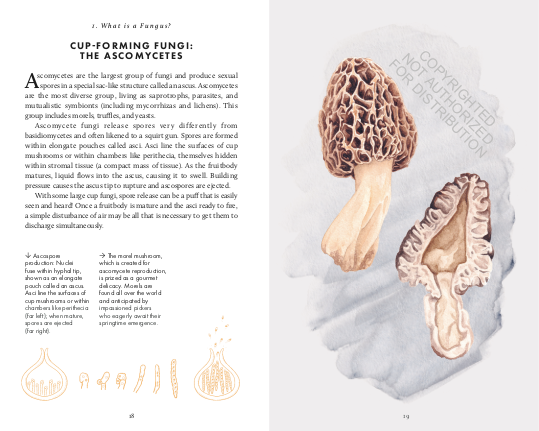 The Little Book of Fungi Britt A. Bunyard