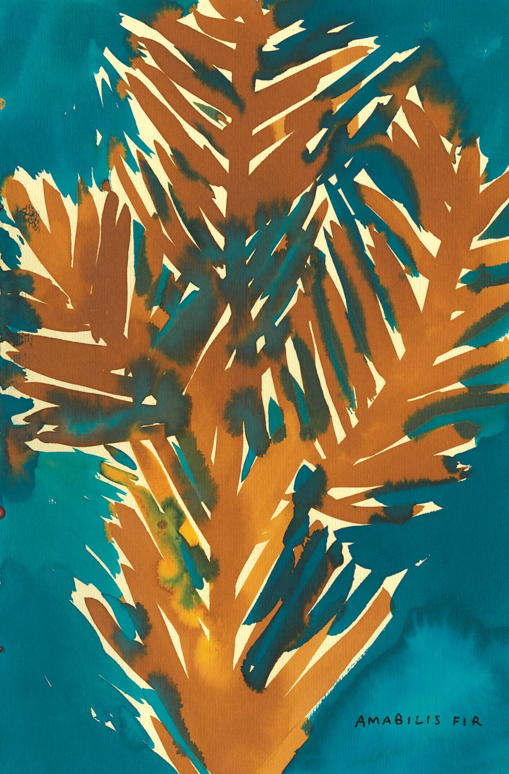 The Native Trees of Canada Leanne Shapton