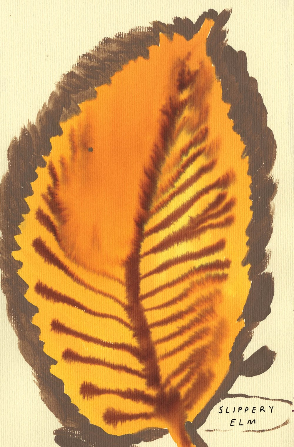 The Native Trees of Canada Leanne Shapton