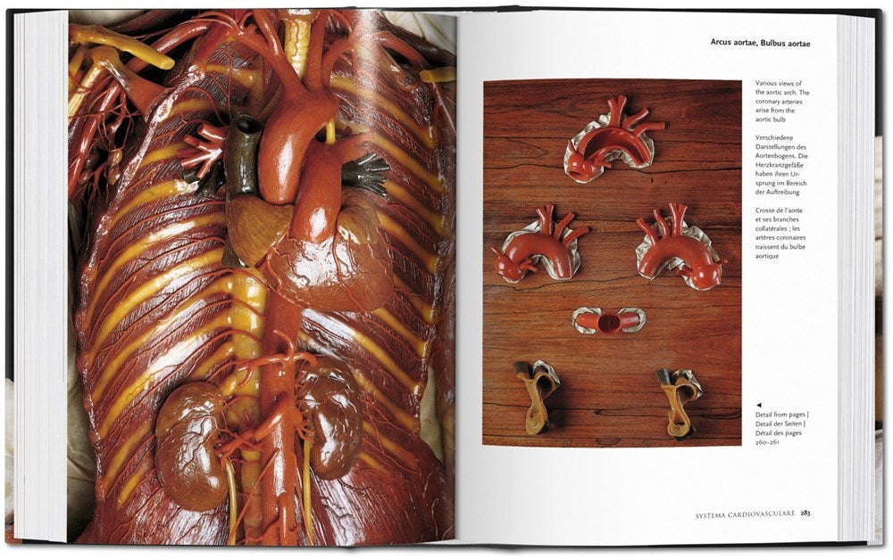 Anatomical Waxes