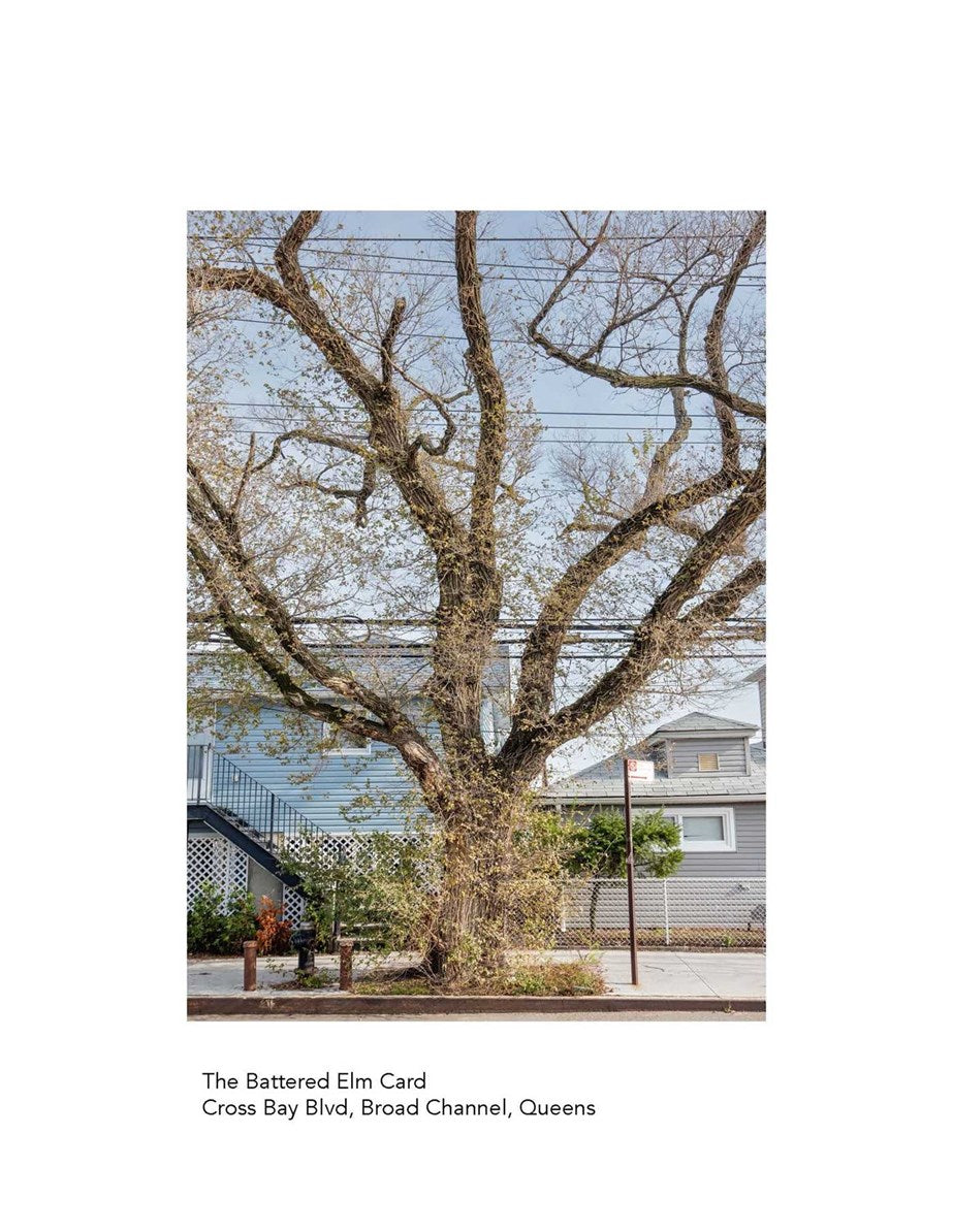 New York City Street Tree Tarot: Matthew López-Jensen