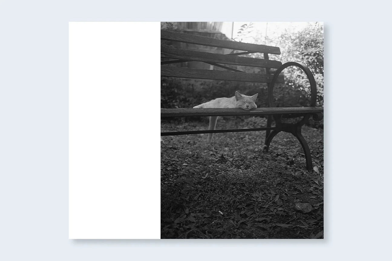 MARK STEINMETZ Low-Fi Cats