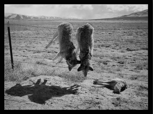 "Dead Coyotes" Screen Print Mike Brodie