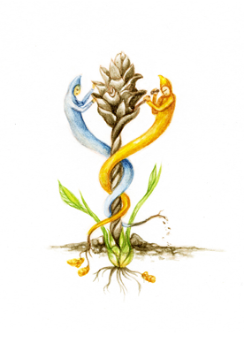 The Golden Root: A Turmeric Hermeticum by Alison Pebworth