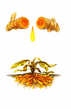 The Golden Root: A Turmeric Hermeticum by Alison Pebworth