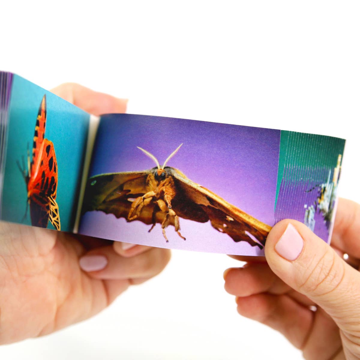 Moths Flipbook