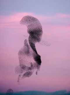 Søren Solkær: Starling