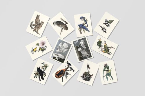 Birds of America Postcards 1827-1838