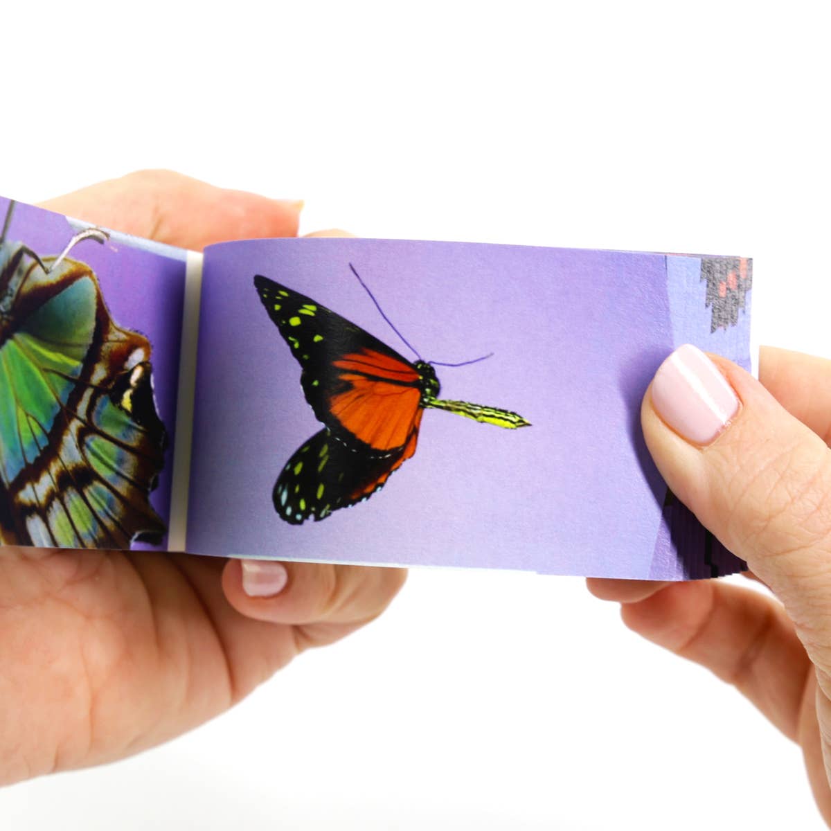 Butterflies Flipbook