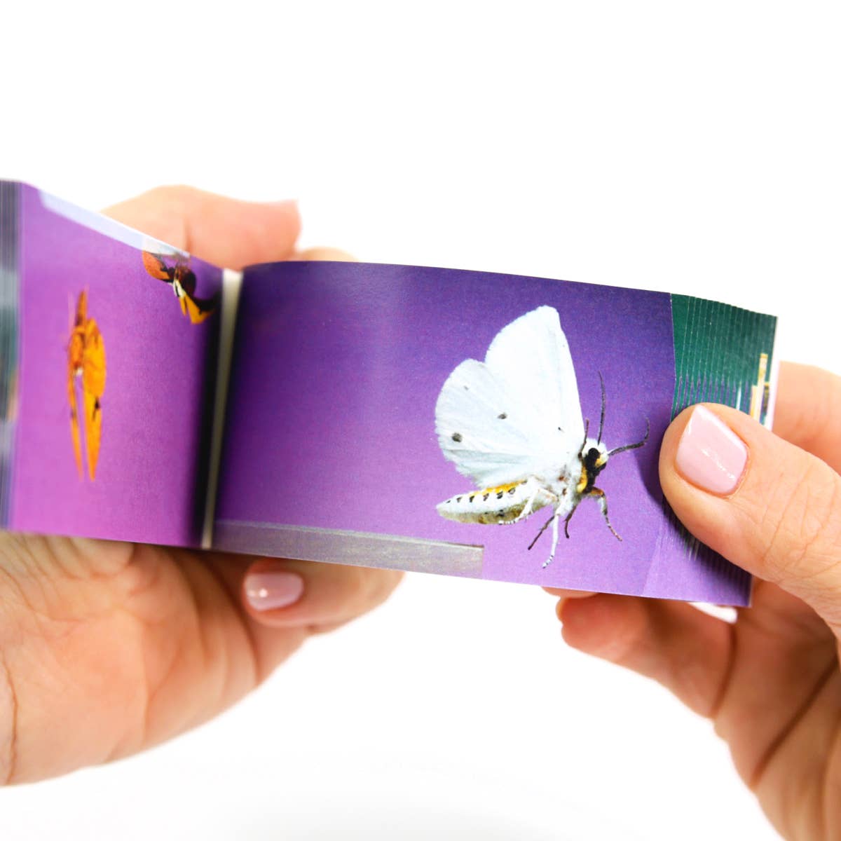 Moths Flipbook