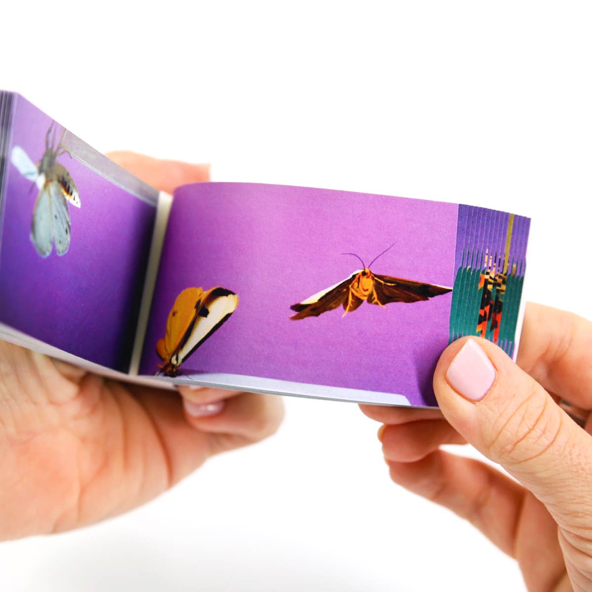 Moths Flipbook
