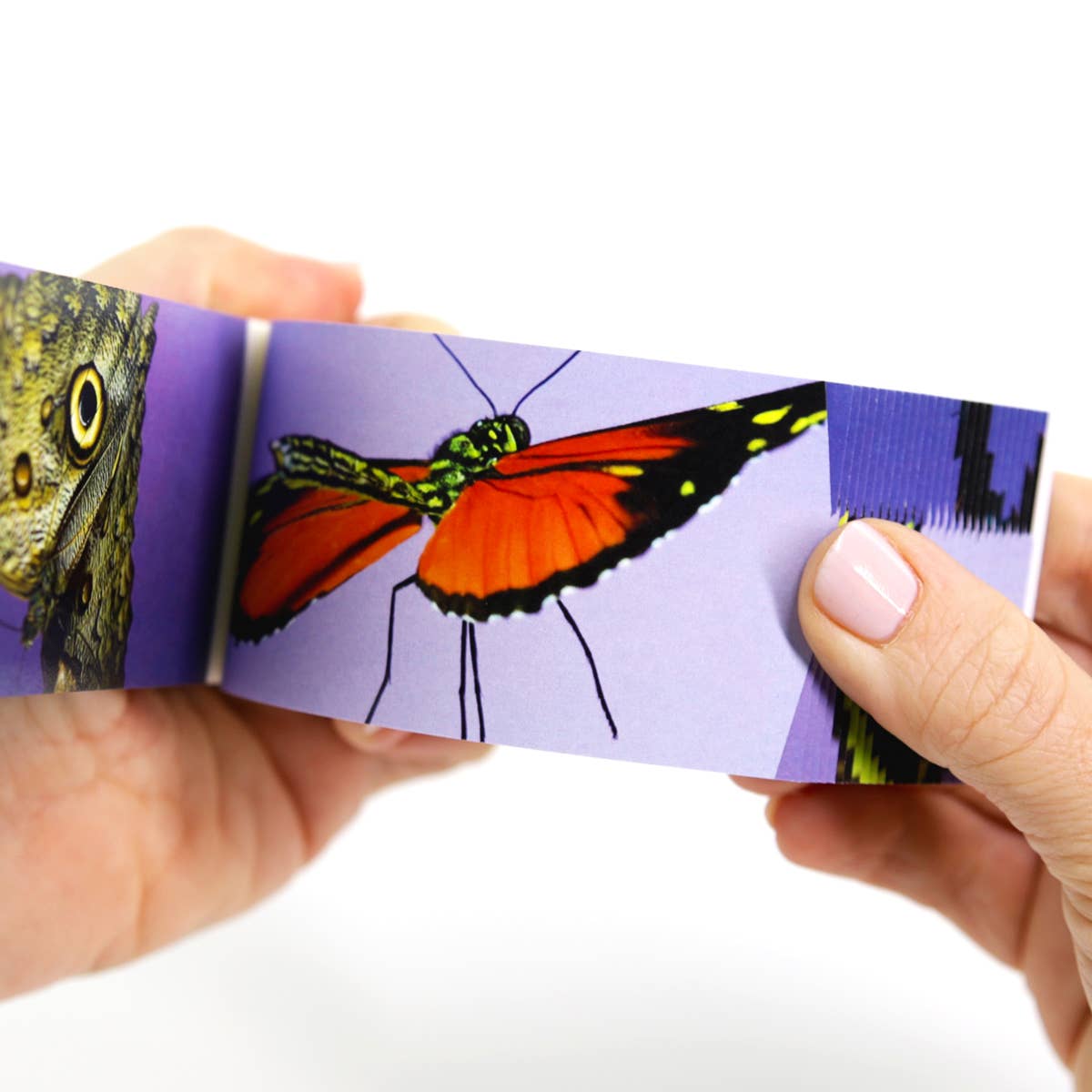 Butterflies Flipbook