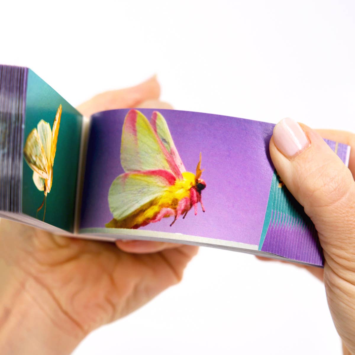 Moths Flipbook
