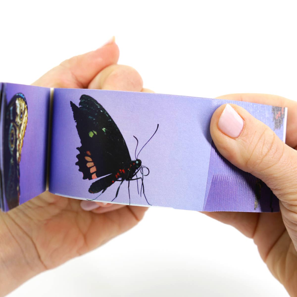 Butterflies Flipbook