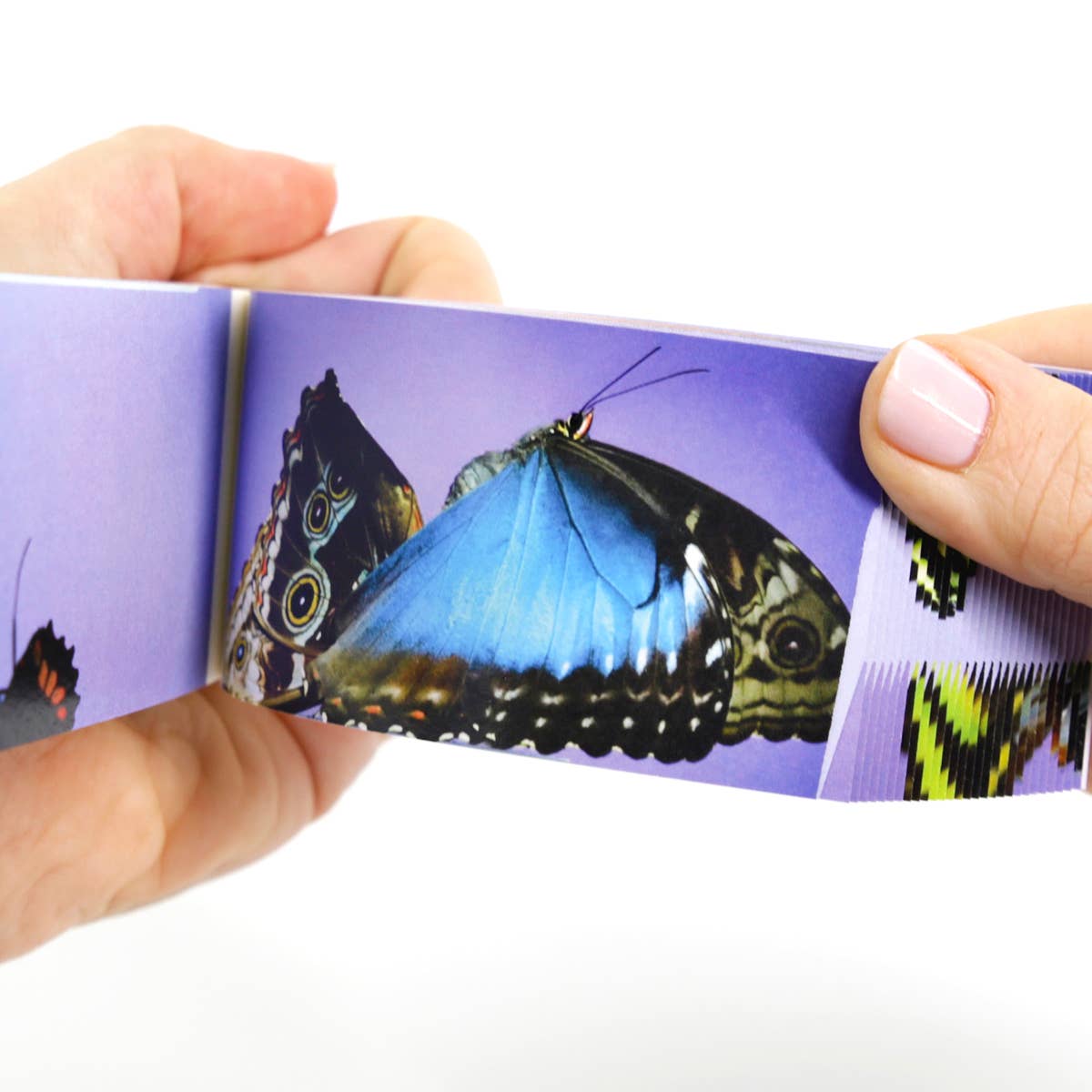 Butterflies Flipbook