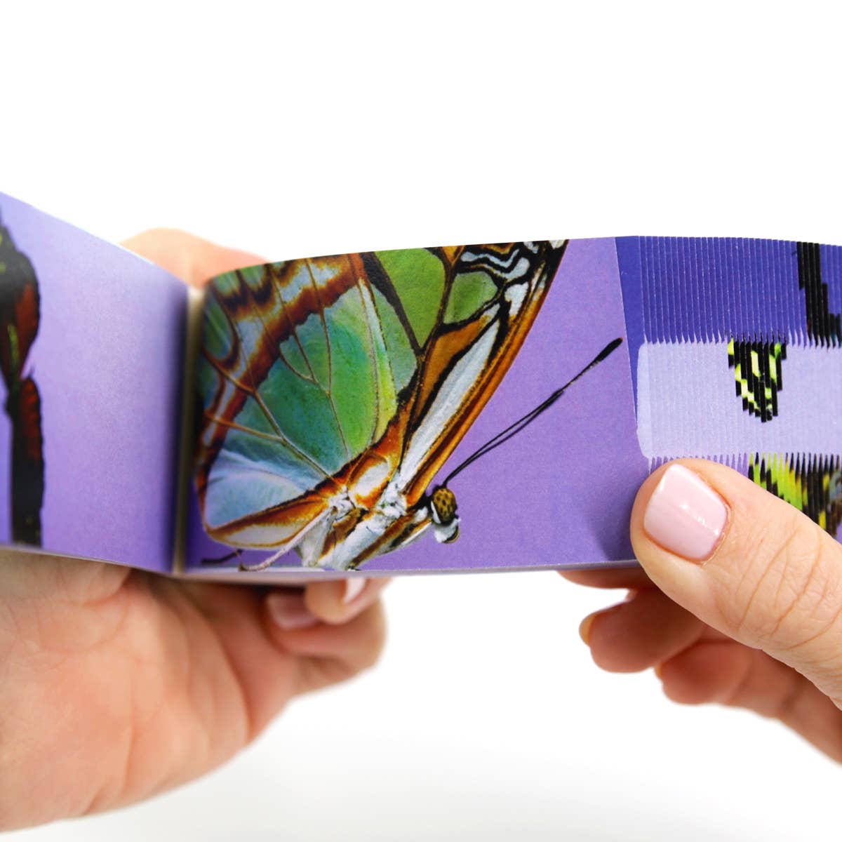 Butterflies Flipbook