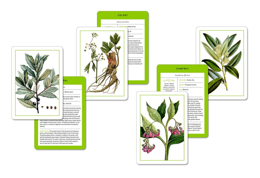 New York Botanical Garden Herb Identification Flashcards