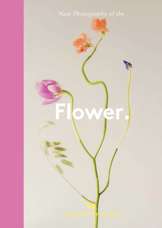 New Photography of the Flower.  Lucy Davies