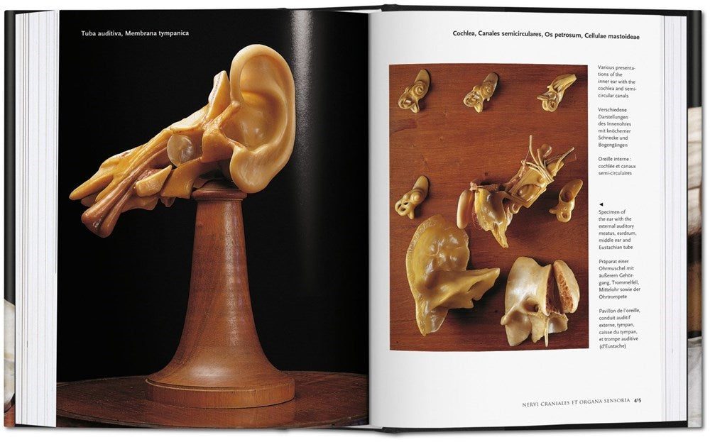 Anatomical Waxes