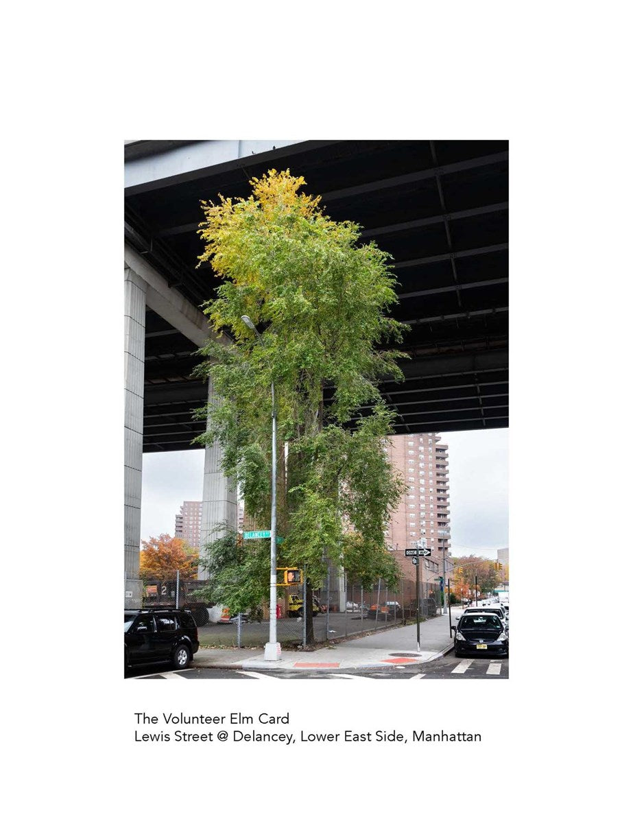 New York City Street Tree Tarot: Matthew López-Jensen