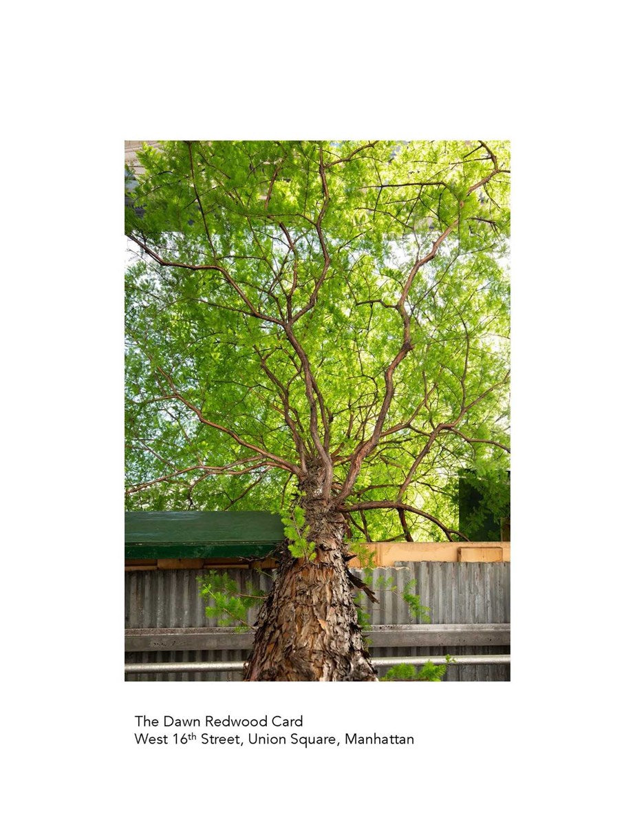New York City Street Tree Tarot: Matthew López-Jensen
