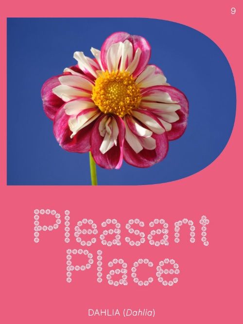 Pleasant Place 9 Dahlia