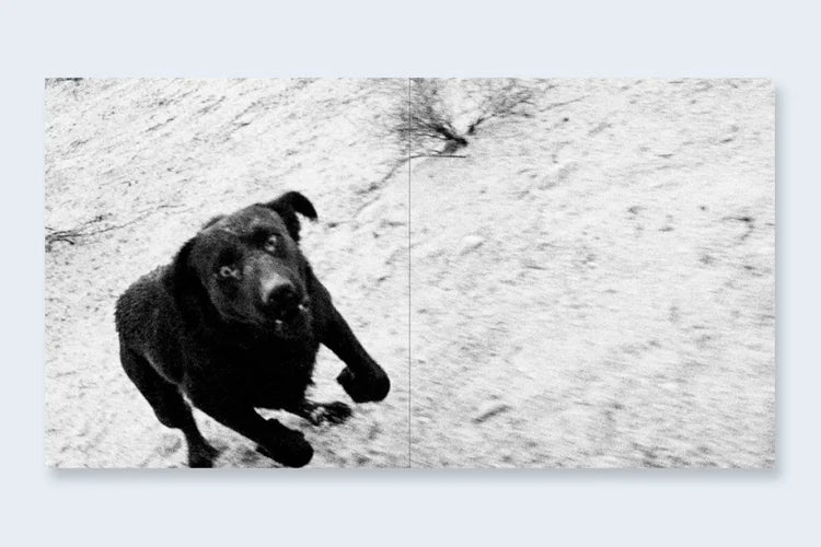 John Divola Dogs Chasing My Car in the Desert