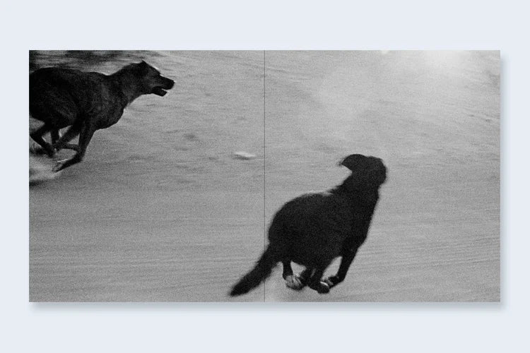 John Divola Dogs Chasing My Car in the Desert