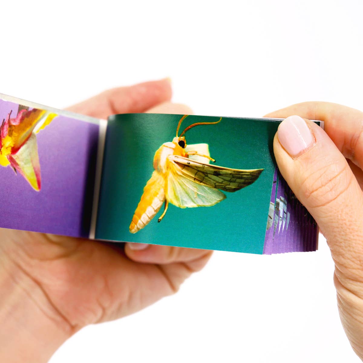 Moths Flipbook