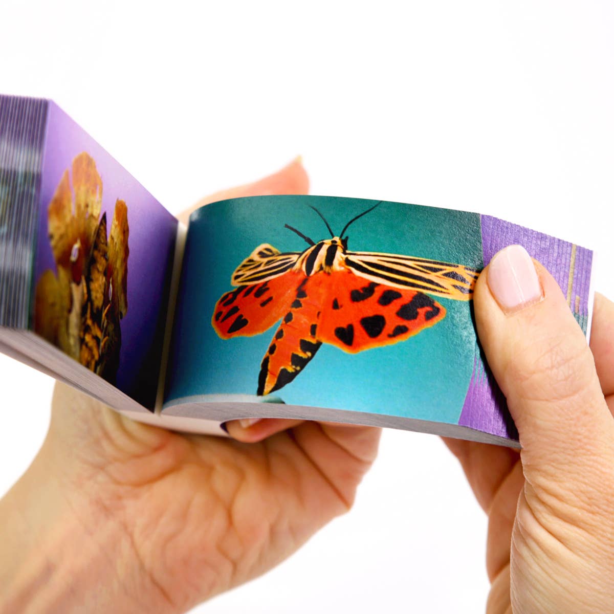 Moths Flipbook