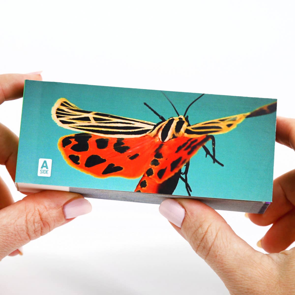 Moths Flipbook
