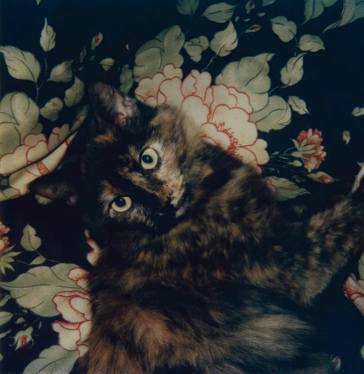 L.A. Polaroids Robby Müller